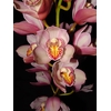 Cymbidium 8/11 Light Pink Bl pst