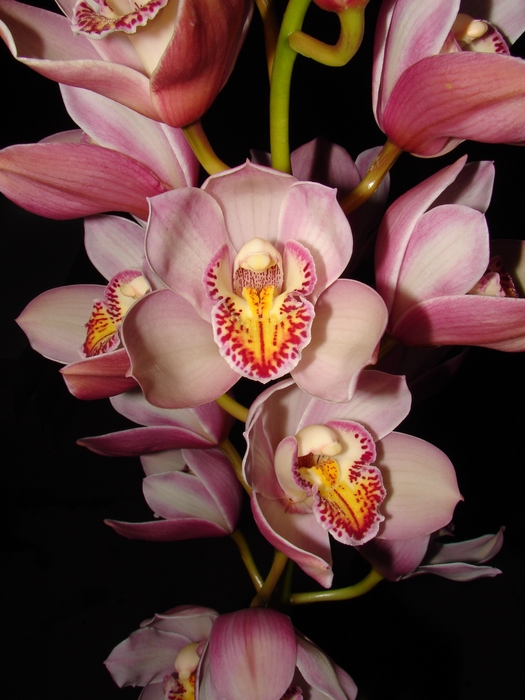 Cymbidium 8/11 Light Pink Bl pst