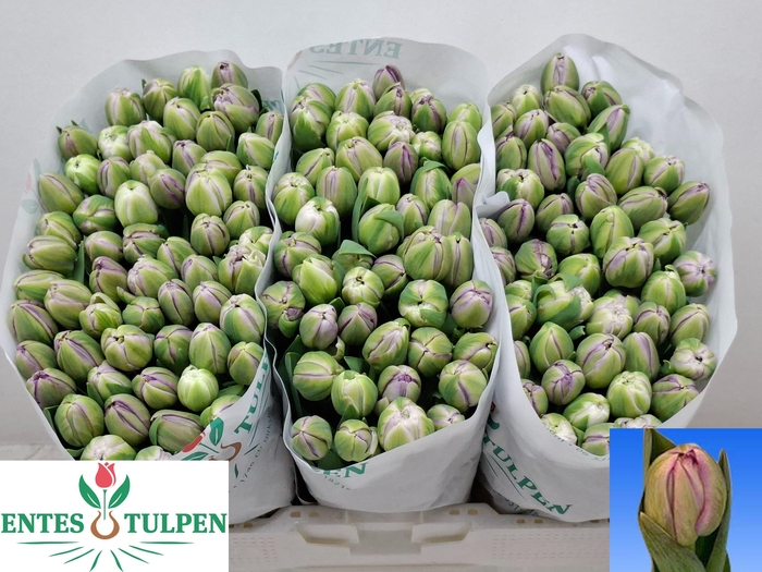 <h4>TU DU SAIGON DOUBLE</h4>