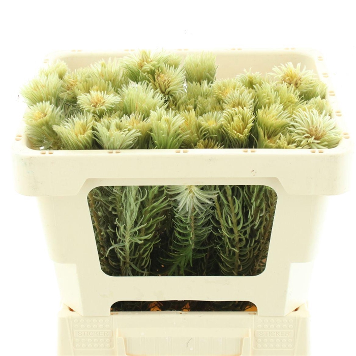 <h4>Kaaps Phylica Plumosa Spray</h4>