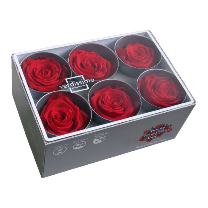 <h4>Rose standard rood</h4>