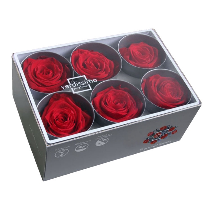 <h4>Rose standard rood</h4>