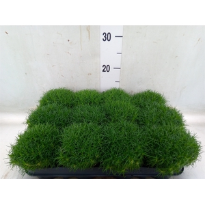 Sagina subulata