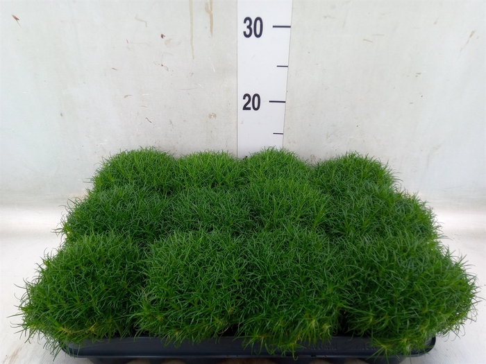 <h4>Sagina subulata</h4>