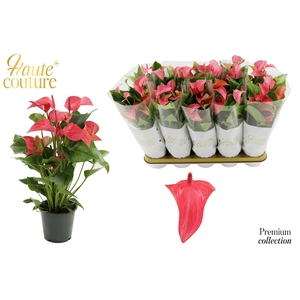 Anthurium 12 cm Romantico in Haute Couture sleeve