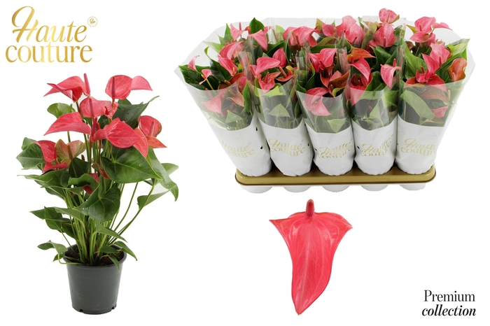 <h4>Anthurium 12 cm Romantico in Haute Couture sleeve</h4>