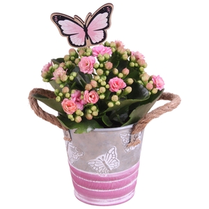 Mothersday Arr. Indoor Zinc Butterfly Pot Ø10cm 1PP