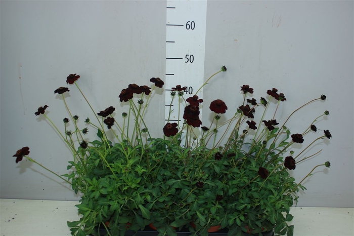<h4>Cosmos Atrosanguineus Choclat</h4>