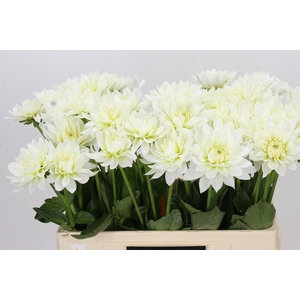 Dahlia Karma M. Zwaan