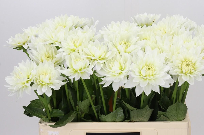 <h4>Dahlia Karma M. Zwaan</h4>