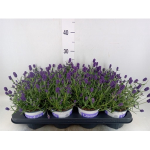Lavandula angus. 'Hidcote'
