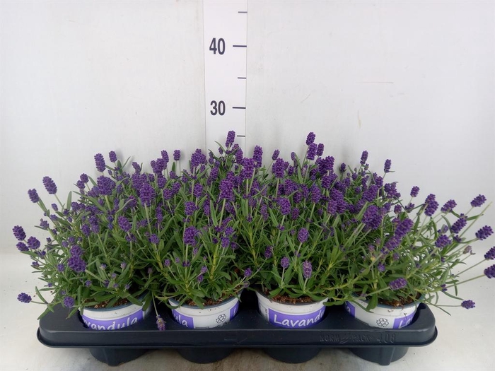 <h4>Lavandula angus. 'Hidcote'</h4>