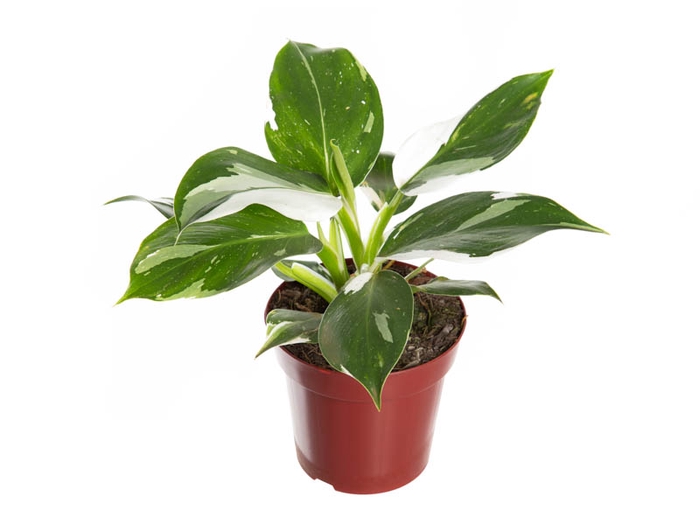 PHILODENDRON WHITE WIZARD P12