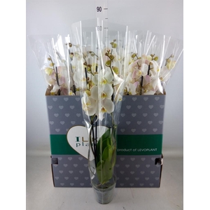 Phalaenopsis   ...white