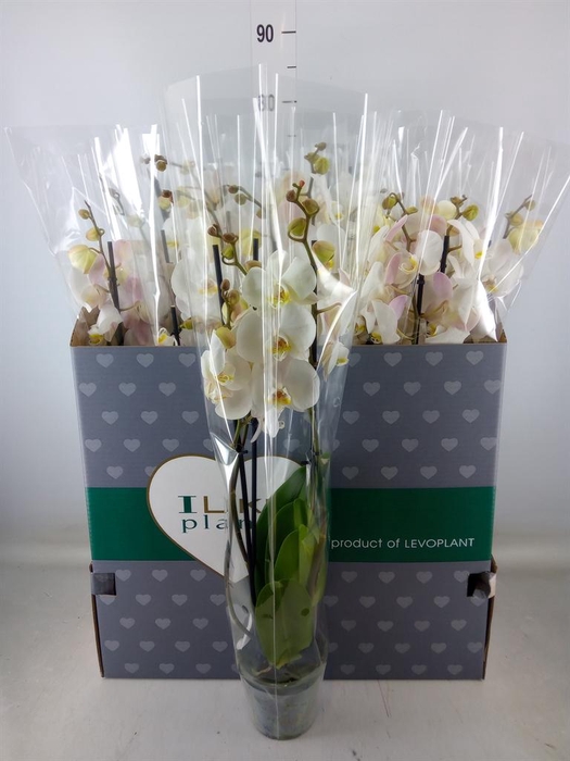 <h4>Phalaenopsis   ...white</h4>