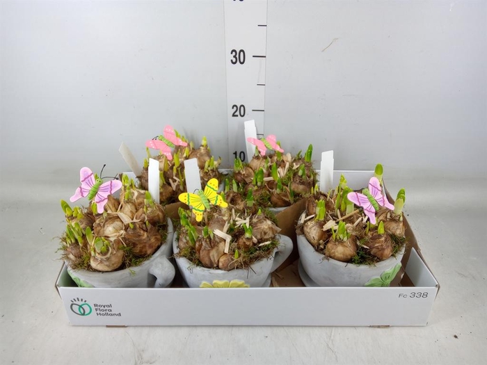 <h4>Arr. Narcissus</h4>