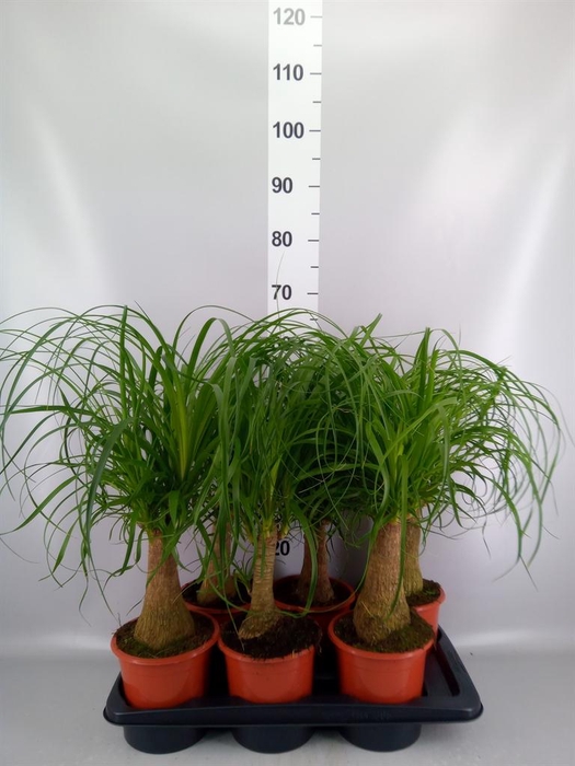 <h4>Beaucarnea recurvata</h4>