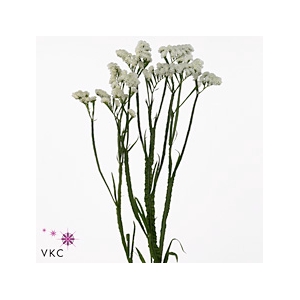 Statice Silvery Sun Birds | Heavy Quality