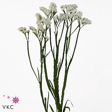 <h4>Statice Silvery Sun Birds</h4>