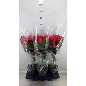 Euphorbia pulc. 'Grande Italia'