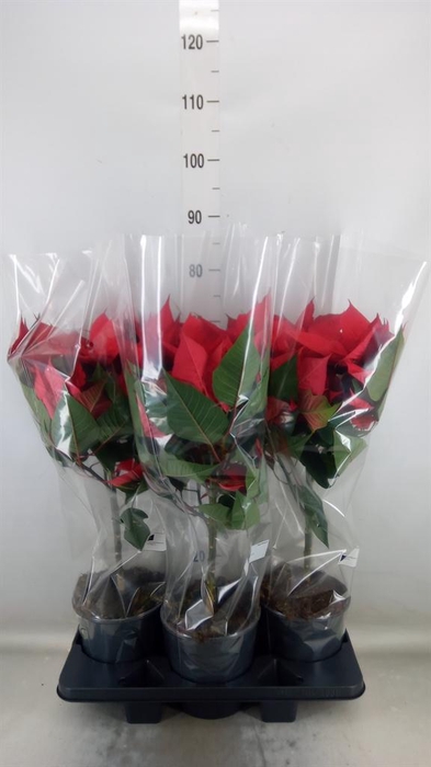 <h4>Euphorbia pulc. 'Grande Italia'</h4>