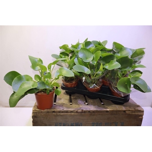 Pilea Peperomioides