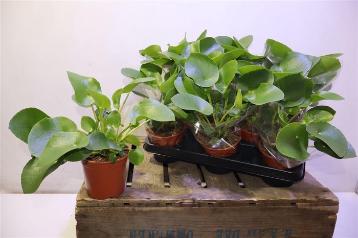 <h4>Pilea Peperomioides</h4>