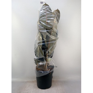 Ficus elastica 'Abidjan'
