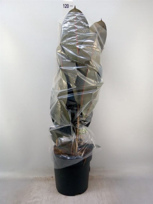 <h4>Ficus elastica 'Abidjan'</h4>