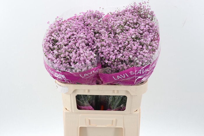 <h4>Gyps Pa My Pink</h4>