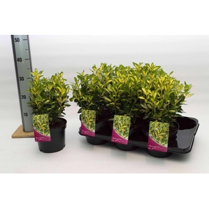 Euonymus Japonicus Gold Queen