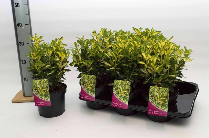 <h4>Euonymus Japonicus Gold Queen</h4>