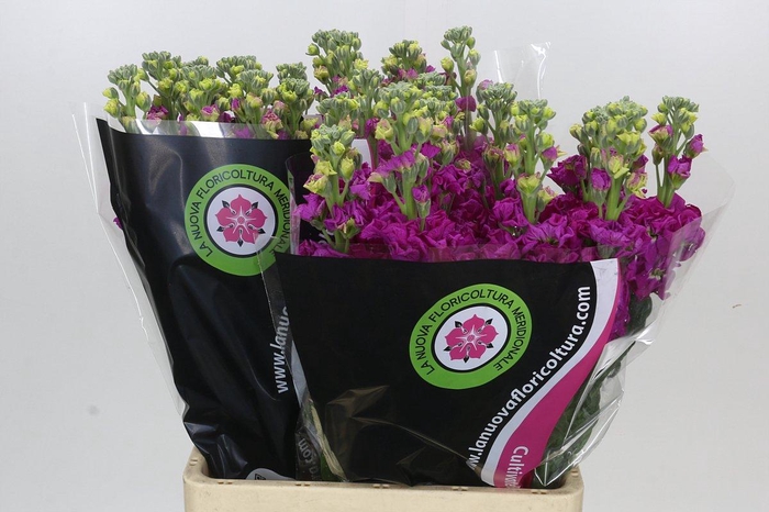 <h4>Matthiola Iron Rose</h4>