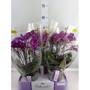Phalaenopsis multi.   ...lilac