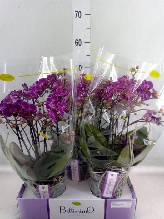 <h4>Phalaenopsis multi.   ...lilac</h4>