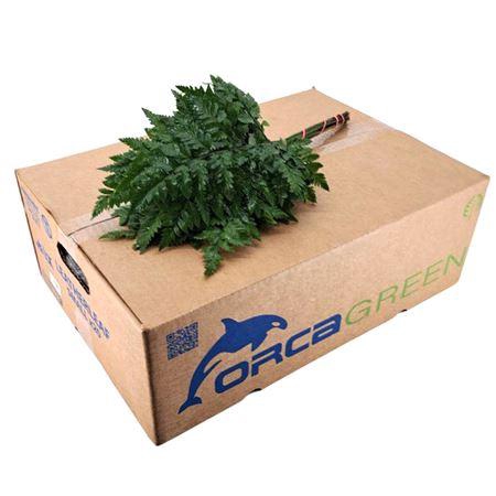 <h4>LEDERV. SMALL ORCA chambre</h4>