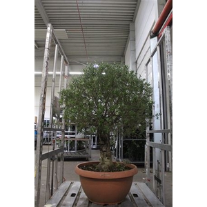 Bonsai Olea Europaea Potgekweekt