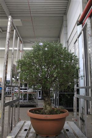 <h4>Bonsai Olea Europaea Potgekweekt</h4>