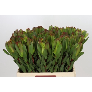 Leucadendron Laurel Yellow