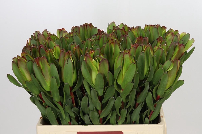 <h4>Leucadendron Laurel Yellow</h4>