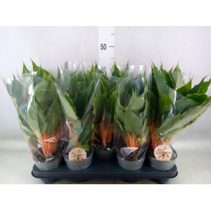 Chlorophytum orchi. 'Green Orange'