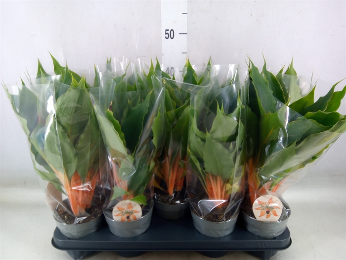 <h4>Chlorophytum orchi. 'Green Orange'</h4>