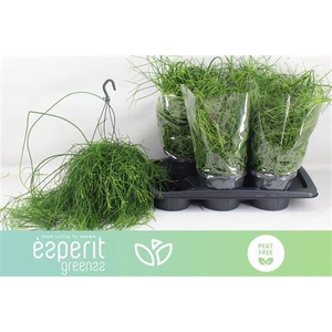 Rhipsalis Ba Oasis