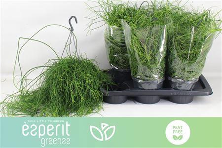 <h4>Rhipsalis Ba Oasis</h4>