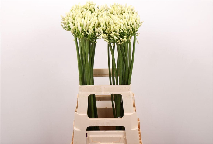 <h4>Agapanthus Gletsjer White</h4>