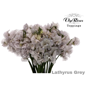 LATHYR GREY