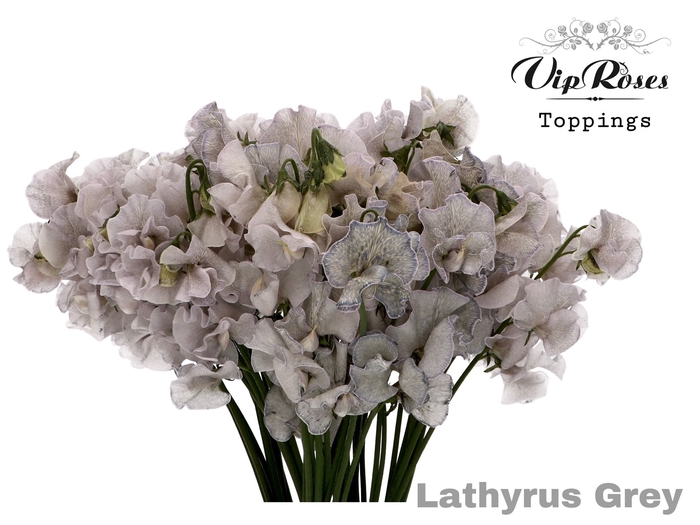 LATHYR GREY