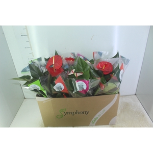 ANTHURIUM VARIADO P15