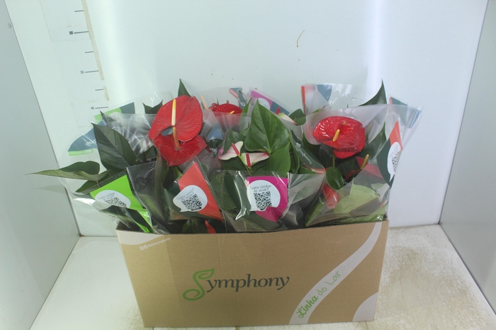 <h4>ANTHURIUM VARIADO P15</h4>