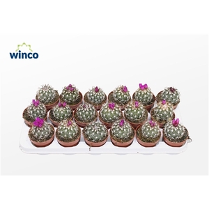 Coryphantha Purpuriflora